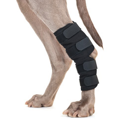 Protège-jarret pour chien